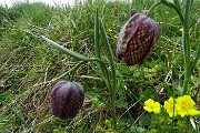 80 Fritillaria